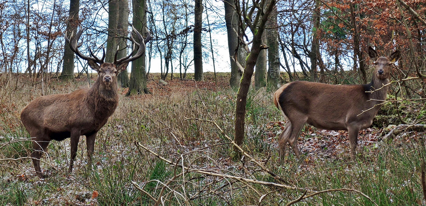 Hindsgavl Dyrehave i Middelfart-Kronvildt