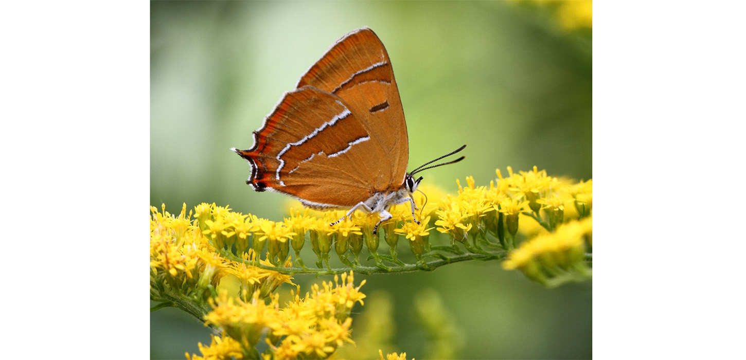 Kan med held opleves ved Brænde Ådal