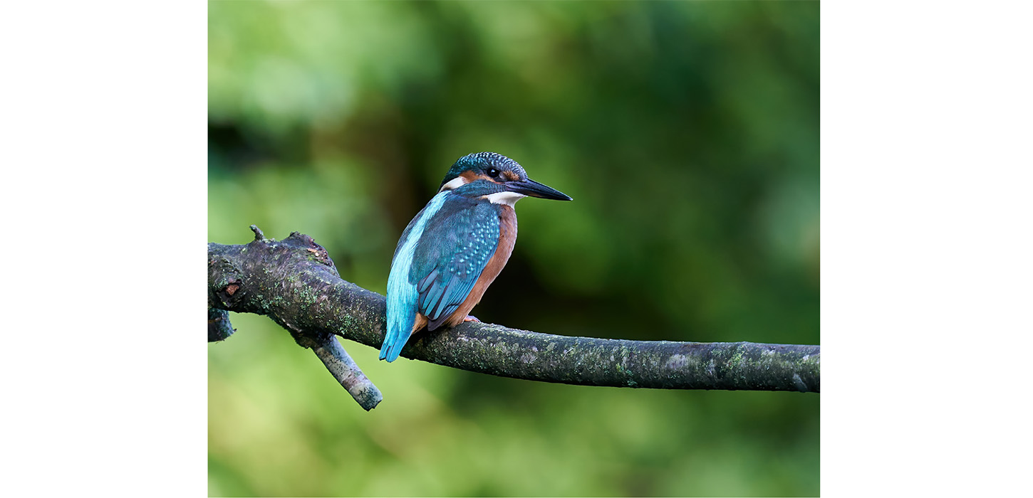 Kan med held oplevet ved Brænde Ådal - Gelsted - Middelfart