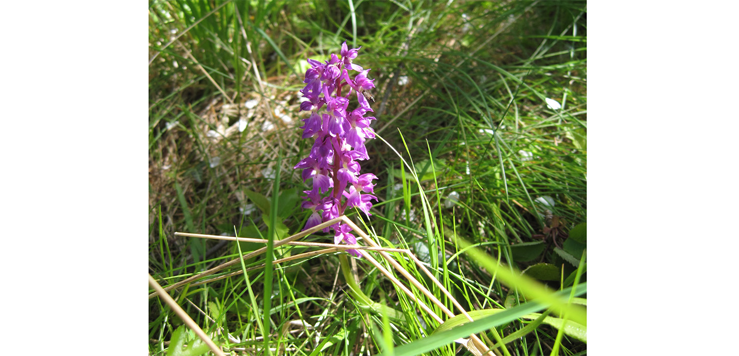Kan opleves ved Brænde Ådal