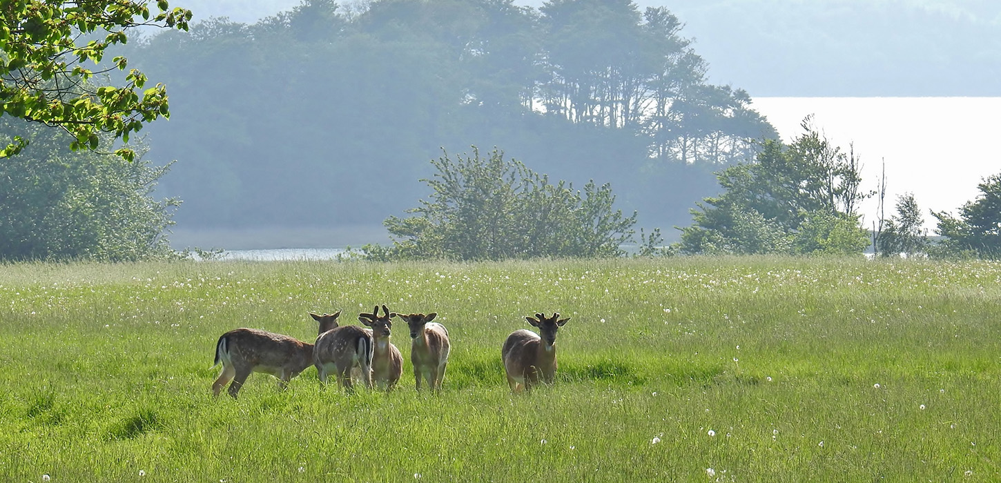 Dyrene. dem smukke natur, bæltet - så bliver det ikke flottere - Hindsgavl Halvøen - Middelfart