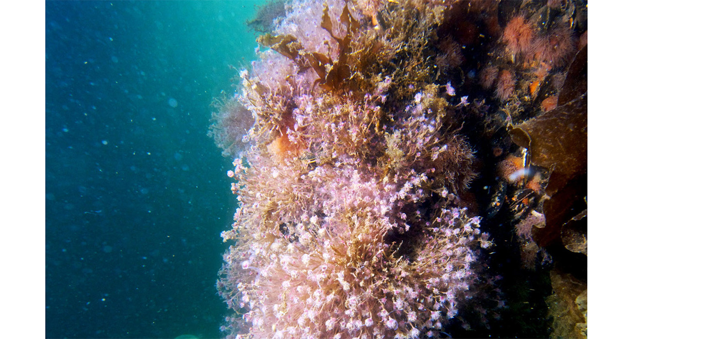 Vægdyk - en af Nordeuropas flotteste - Lillebælt - Middelfart