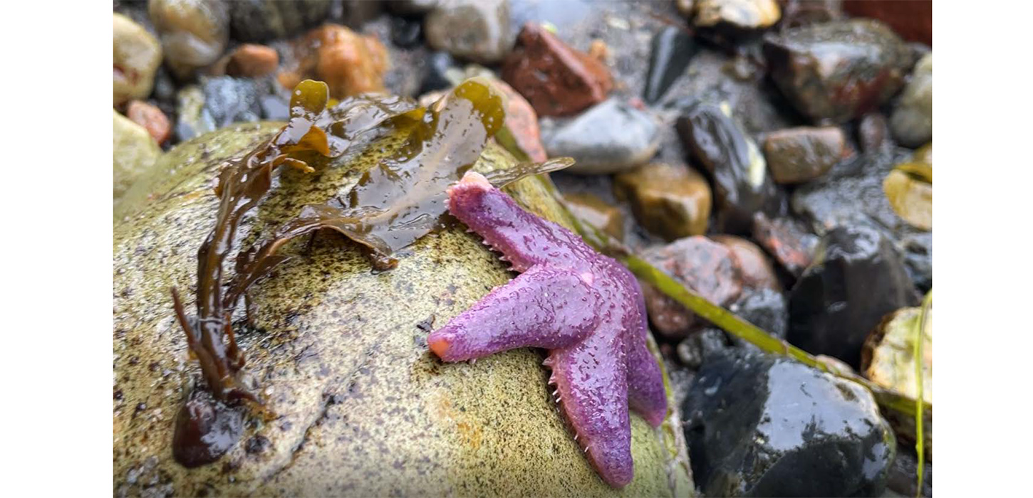Tang og søstjerne - Naturpark Lillebælt - Middelfart