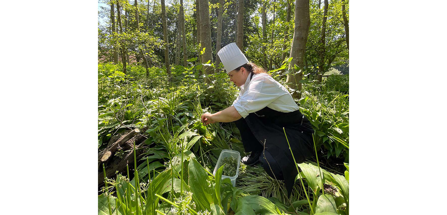 Ramsløg plukkes på Hindsgavl Slot i Middelfart