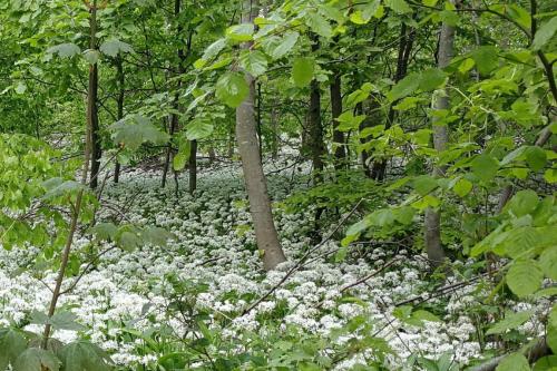 Ramsløg i flor på Hindsgavl i Middelfart