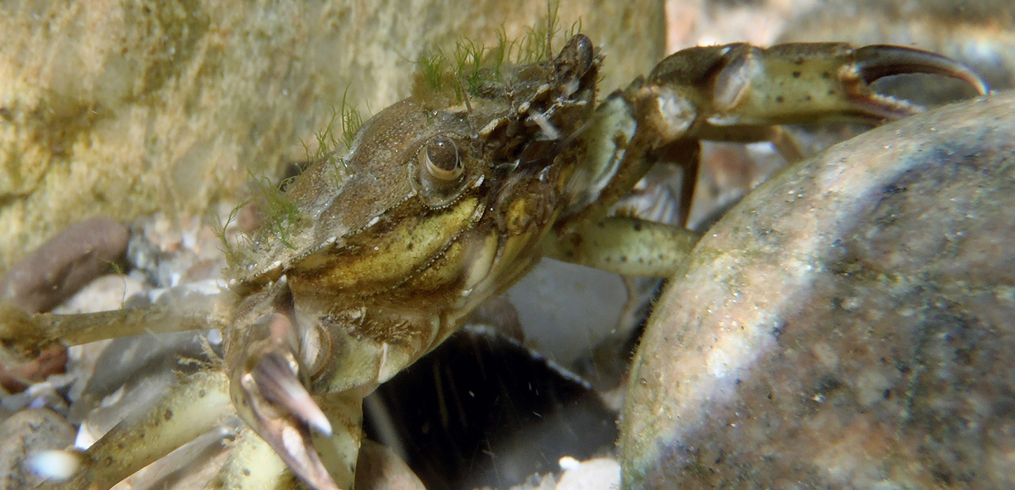 Nak og æd en krabbe - Naturpark Lillebælt