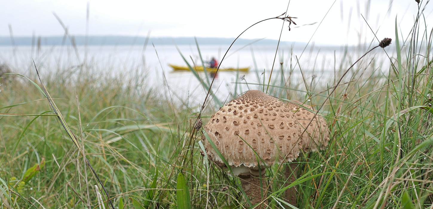 Efterårstur i kajakken - Lillebælt