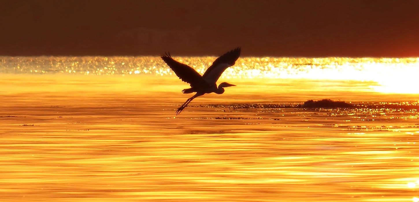 Fiskehejre letter fra Fænøsund i Middelfart