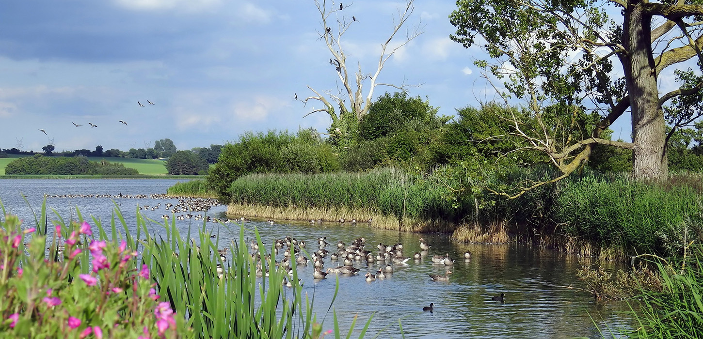 Oplev fuglelivet på din tur rundt om Føns Vang Sø