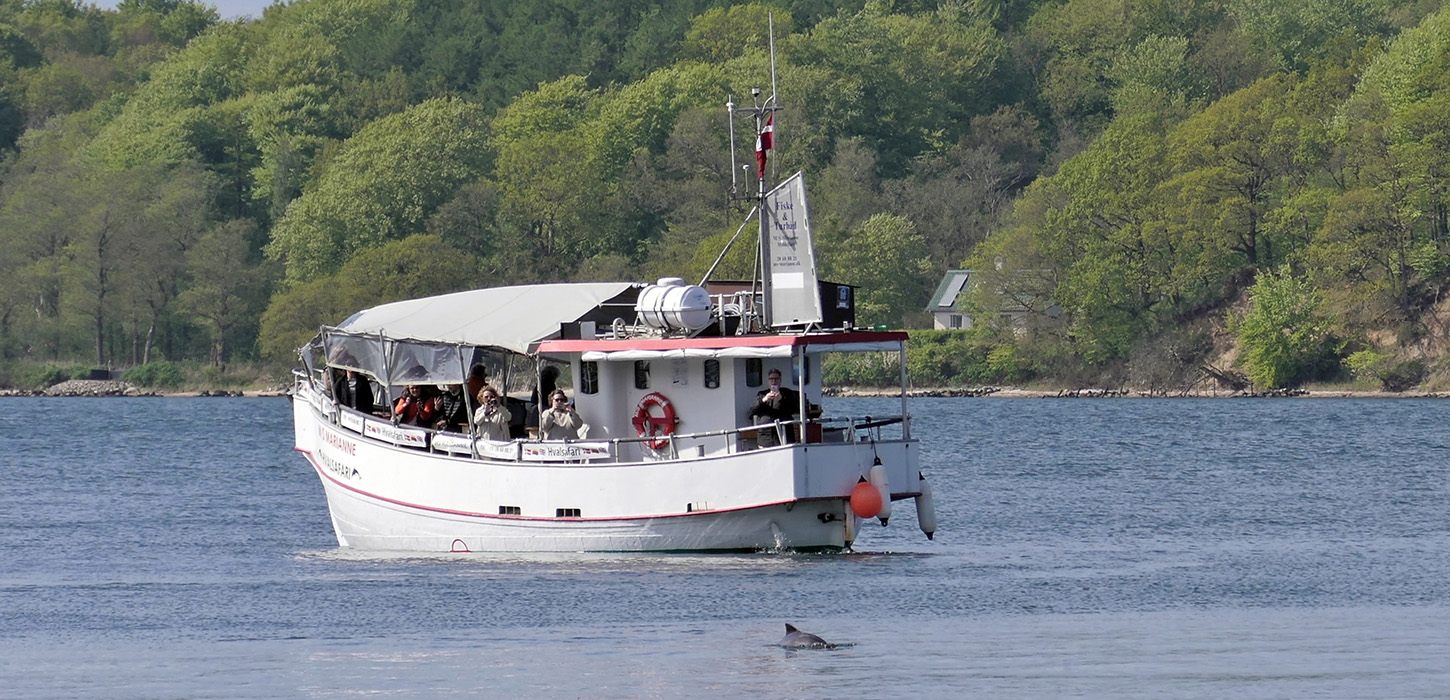 MS Marianne sejler ud på hvalsafari på Lillebælt