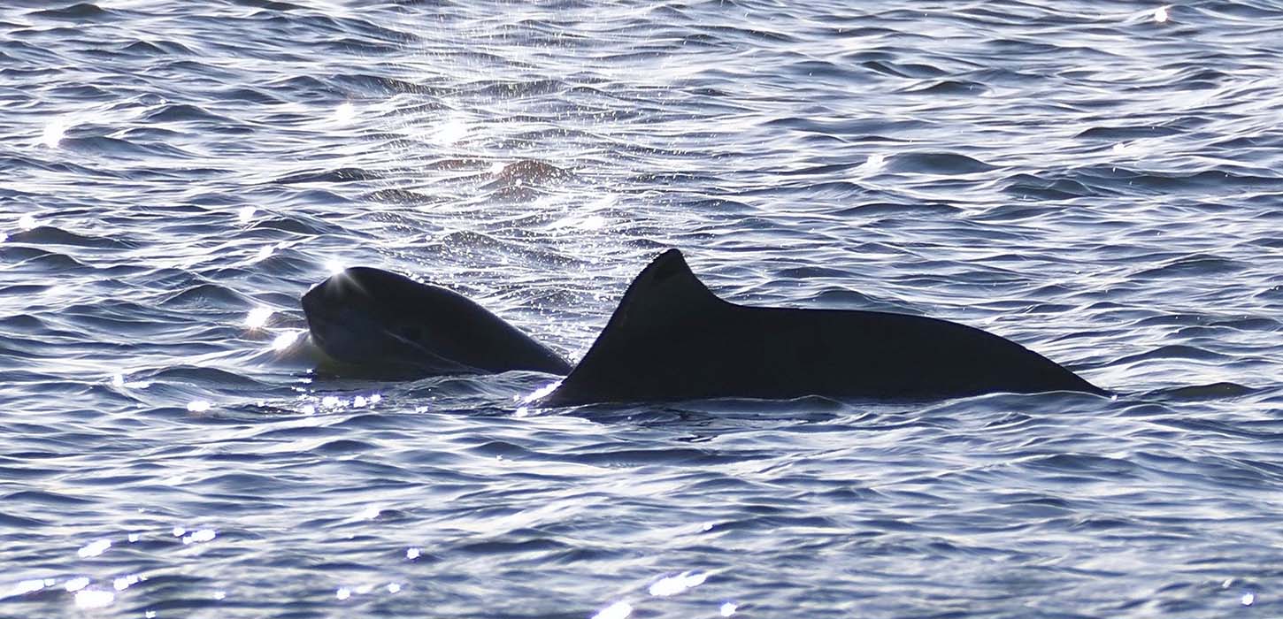 Marsvin mor og unde boltrer sig i Lillebælt